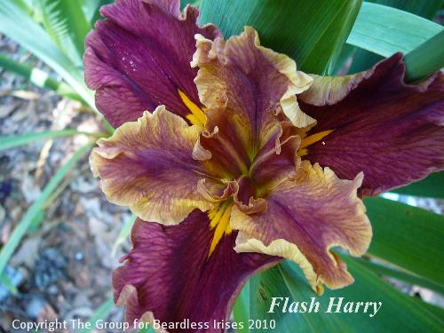 Flash Harry (1)